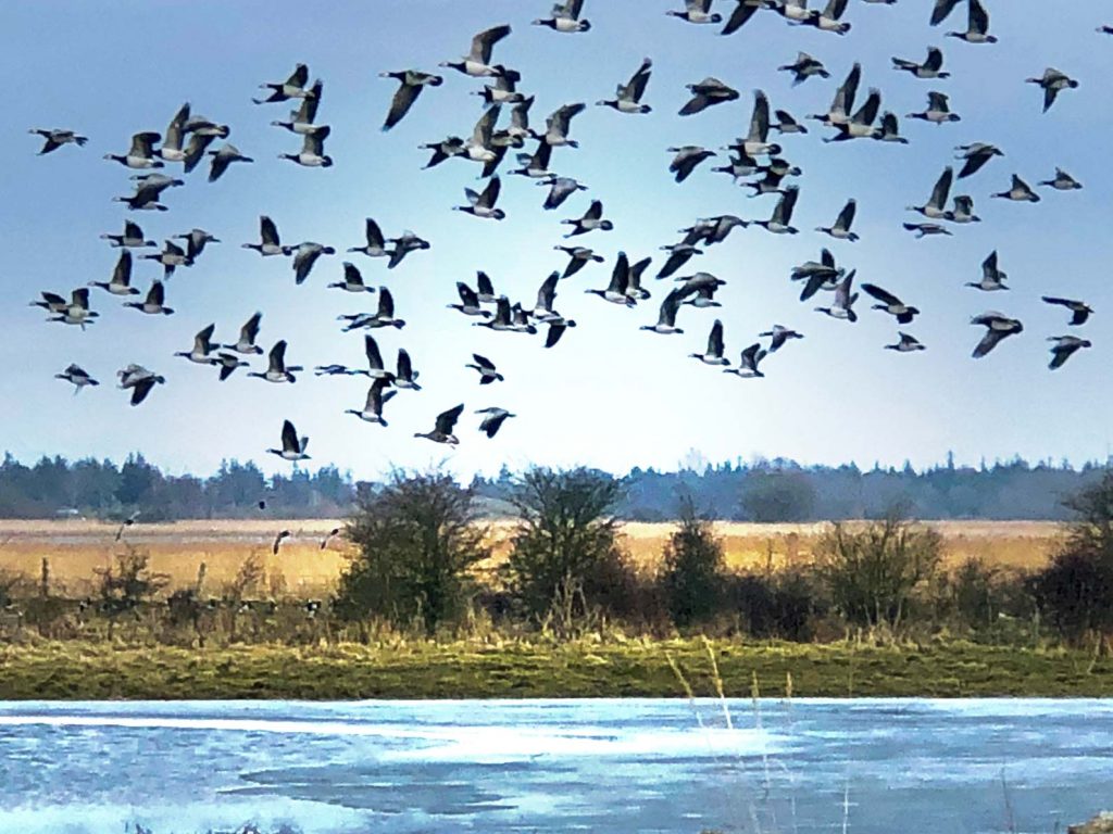 Fehmarn Vogelflug Insel